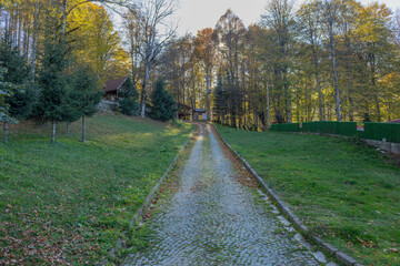 Obraz premium Sunlit autumn forest path leads to rustic cabins.