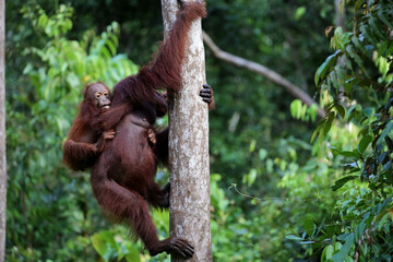 Orangutans in Tanjung Puting National Park, Kalimantan, Indonesia	
