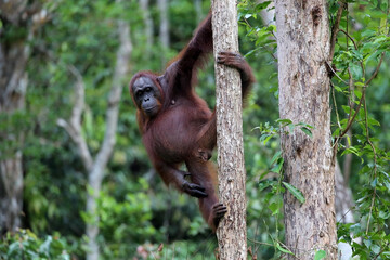 Orangutans in Tanjung Puting National Park, Kalimantan, Indonesia	