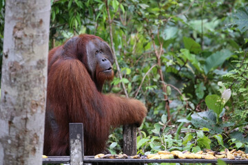 Orangutans in Tanjung Puting National Park, Kalimantan, Indonesia	