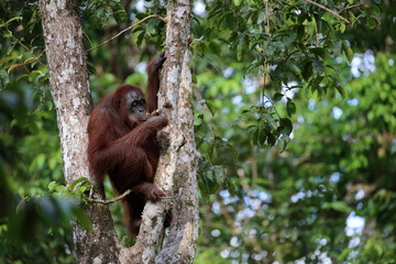 Orangutans in Tanjung Puting National Park, Kalimantan, Indonesia	