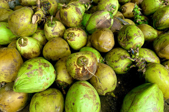 Closed up full pile of young green coconuts
