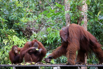 Orangutans in Tanjung Puting National Park, Kalimantan, Indonesia	