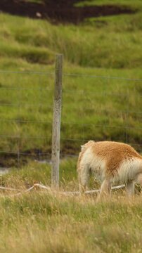 Two Vicunas Interacting in Scottish Highlands Meadow