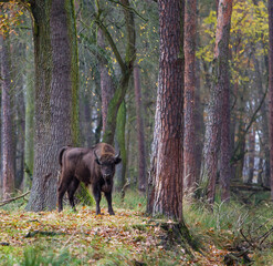 Żubry w rezerwacie Pszczyna Jankowice Polska © kubikactive