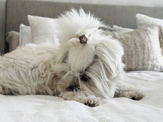 Bichon Maltese Dog Lying Down and Biting Its Paw – Cute Pet Behavior Showing Itching, Grooming or Anxiety at Home