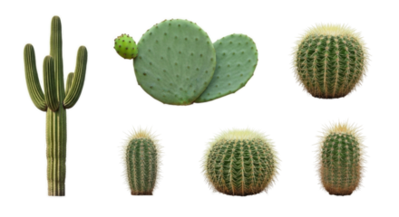 Various Desert Cacti Plants Sticker Set Isolated Cutout Transparent PNG