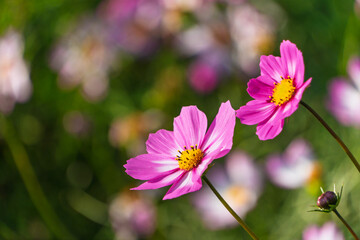 Fototapeta premium 柔らかな日差しの中、背景をぼかして咲く二輪のピンクのコスモス
