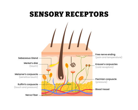 Human skin sensory receptors structure anatomy. Labeled Merkel's disk, meissner, ruffini's corpuscle, nerve fiber, free nerve ending. Human skin layers anatomy cross section. Vector illustration