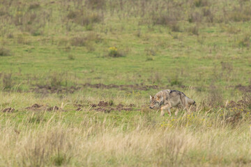 Grey wolf in a natural habitat in Dutch nature
