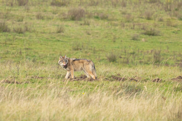 Grey wolf in a natural habitat in Dutch nature
