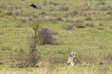 Naklejka premium Grey wolf in a natural habitat in Dutch nature