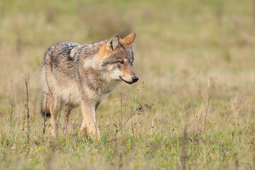 Grey wolf in a natural habitat in Dutch nature