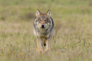 Grey wolf in a natural habitat in Dutch nature
