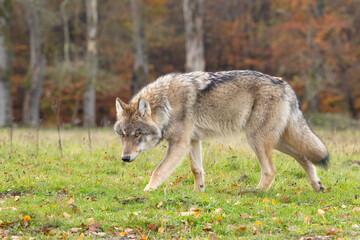 Grey wolf in a natural habitat in Dutch nature