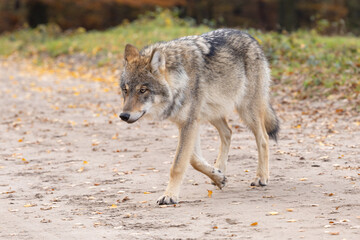 Grey wolf in a natural habitat in Dutch nature