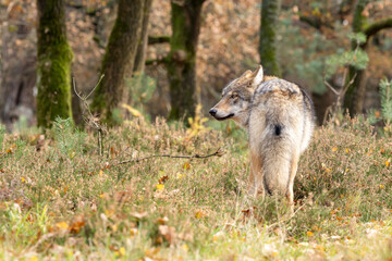 Grey wolf in a natural habitat in Dutch nature