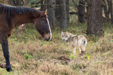 Grey wolf in a natural habitat in Dutch nature