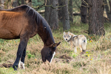 Grey wolf in a natural habitat in Dutch nature