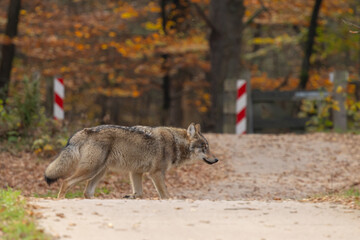Grey wolf in a natural habitat in Dutch nature © Menno Schaefer