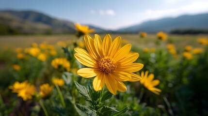 A bright yellow wildflower stands prominently in a sunlit field with blurred mountains and a blue sky in the background