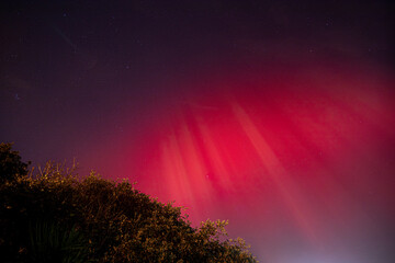 Red northern lights aurora shimmering above a silhouette tree