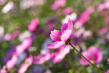 ピンク色のコスモス一輪の横顔、背景に広がるカラフルな花畑のボケ © Kazutaka