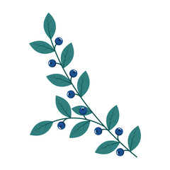 Blueberries. Winter plant. Winter branches and leaves. Winter floral elements. Holiday decoration. Vector illustration