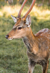 Love for animals. Deer in their natural habitat, in the forest on a private eco-farm. Animal husbandry. Portrait.