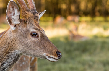 Love for animals. Deer in their natural habitat, in the forest on a private eco-farm. Animal husbandry. Portrait.