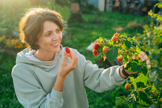 Person harvesting ripe raspberries in a vegetable garden during summer
