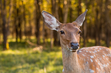 Love for animals. Deer in their natural habitat, in the forest on a private eco-farm. Animal husbandry. Portrait.