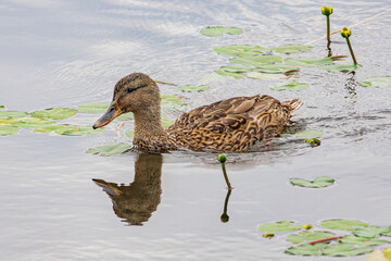 Wild duck swims in the water