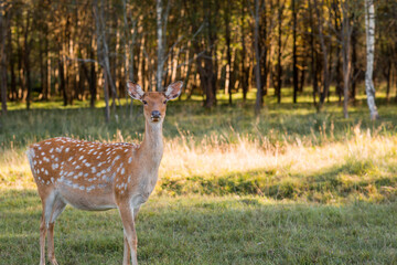 Love for animals. Deer in their natural habitat, in the forest on a private eco-farm. Animal husbandry. Portrait.