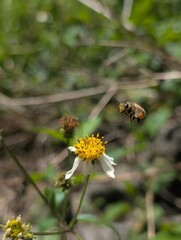 honeybee flying to yellow and white flower