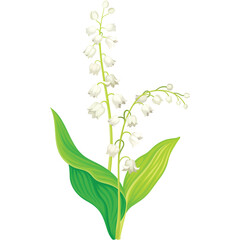 Delicate White Lily of the Valley Flowers With Green Leaves On a Transparent Background