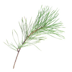 Fototapeta premium Beautiful pine branch isolated on white. Christmas tree