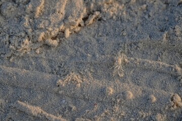 Small White Crab on Beach Sand Close Up