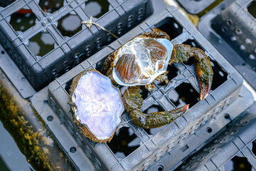 The shed shell (exuvia) of a Soft-shell Mud Crab (Scylla sp.) is on top of the plastic farming box....