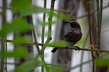 a purple-throated sunbird, stands on a branch