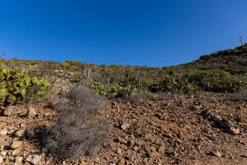 Cacti and succulents on Mount Guaza. Tenerife, Los Cristianos, Canary Islands.