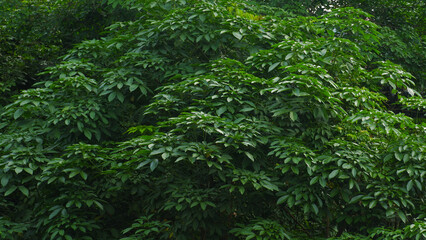 Dense Tropical or Subtropical Green Foliage Background Texture