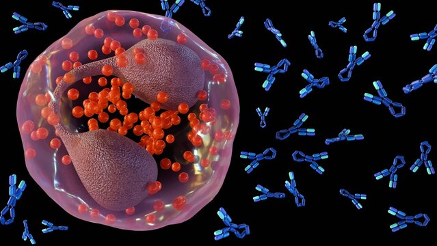 A 3d rendering of biological illustration of a large white blood cell or Eosinophil. Surrounding the cell are many IgE Antibodies. A mechanism in allergic disease and anti-parasitic defense.