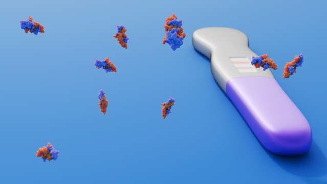 A 3D rendering shows a positive home pregnancy test, where two lines on the strips indicate the detection of human chorionic gonadotropin or hCG, the hormone produced during pregnancy.
