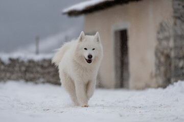 Naklejka premium playful dog joyfully tosses snowballs in snowcovered yard next to cozy home