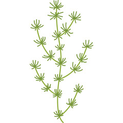 Green Sprigs Plant Branch Delicate Thin Lines Isolated Transparent Background Minimalist Botanical Illustration