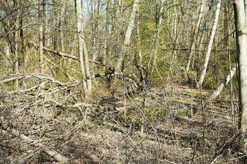 dry branches in the forest after winter in spring