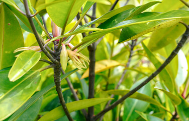 Fototapeta premium Mangrove genus Rhizophora flowers hanging from lush and leafy tree branches