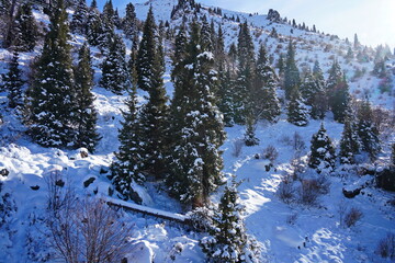 Medeo. A mountain gorge, with different vegetation and fir trees. First snow.