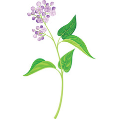 Delicate Lavender Flower Stem with Green Leaves and Small Purple Blossoms on Transparent Background